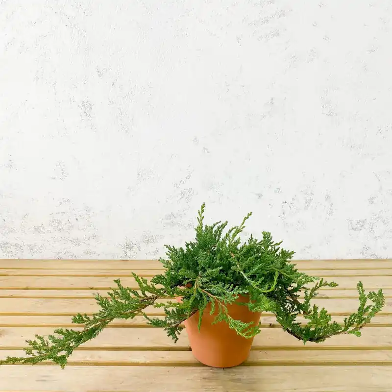 Enebro rastrero - Juniperus horizontalis 'Prince of Wales' Promoción