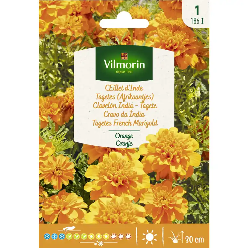 Últimas Unidades Semilla clavelon india naranja