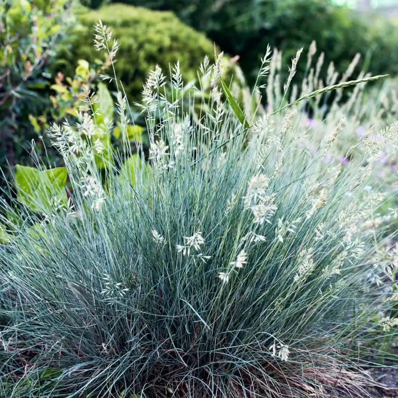 Liquidación Gramínea Festuca glauca
