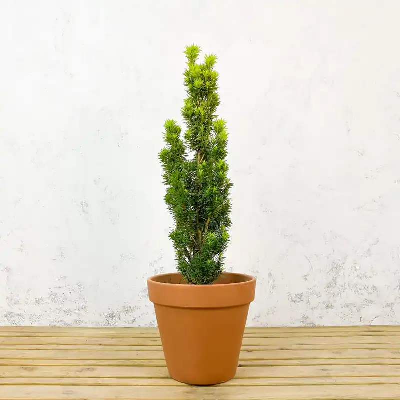 Tejo Común - Taxus baccata 'David' Mejor Precio