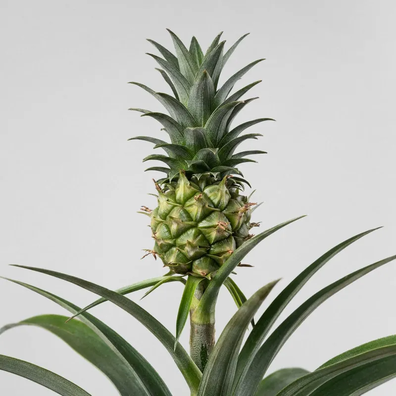 Compra Ahora Ananas comosus 'Corona' (Planta de la Piña)