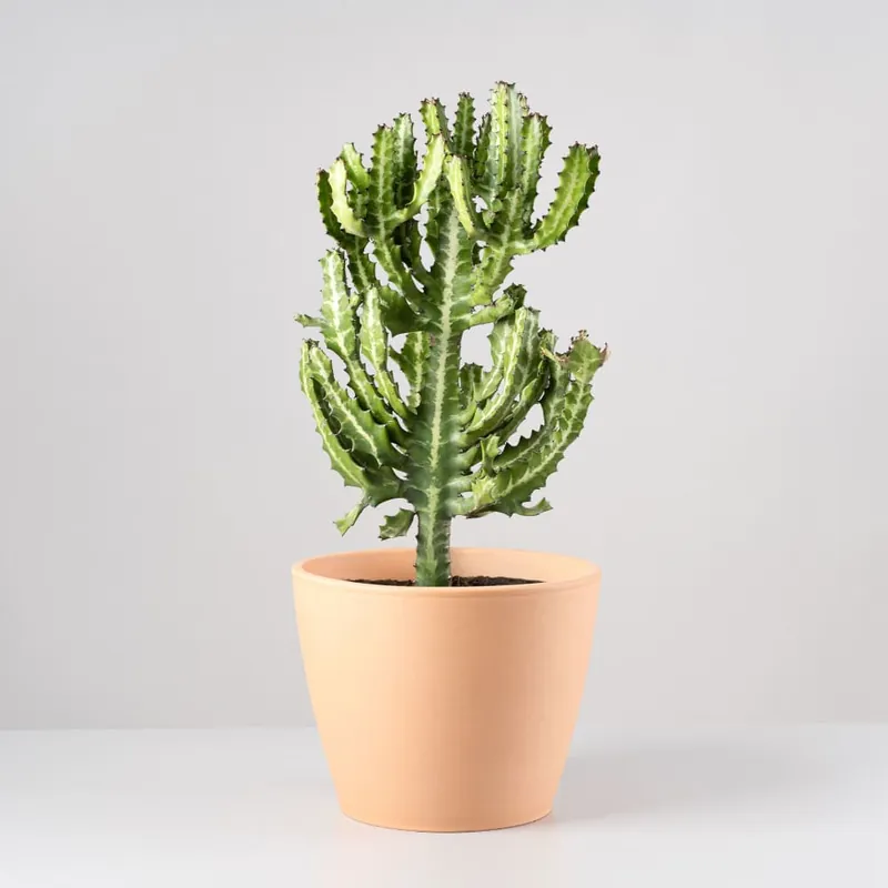 Liquidación Euphorbia lactea