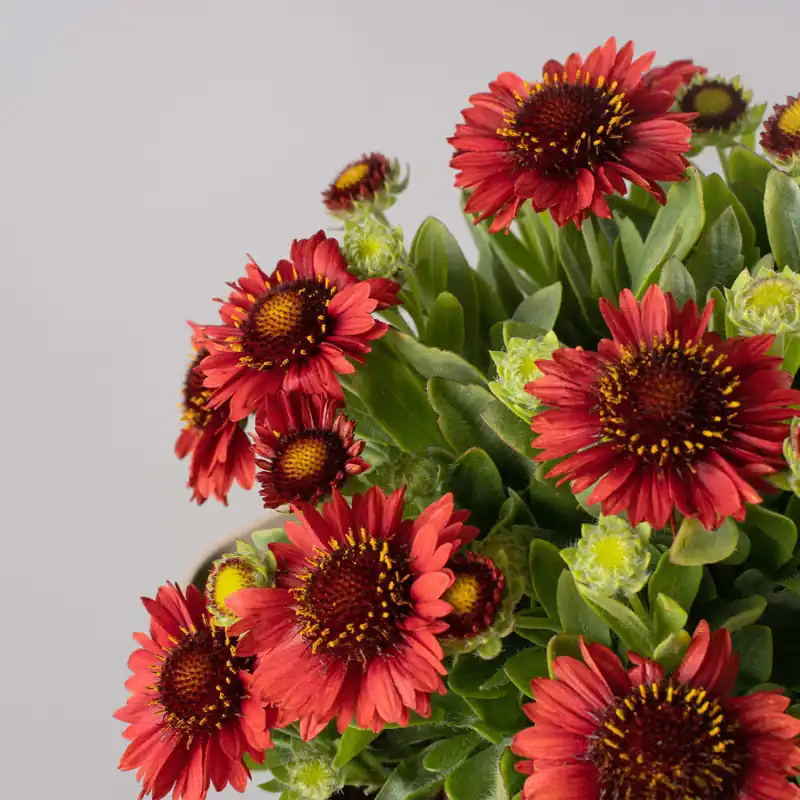 Imprescindible (Must-Have) Gaillardia aristata