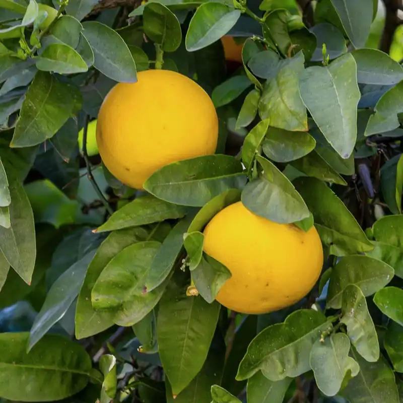 Lujoso Pomelo (Citrus × paradisi)