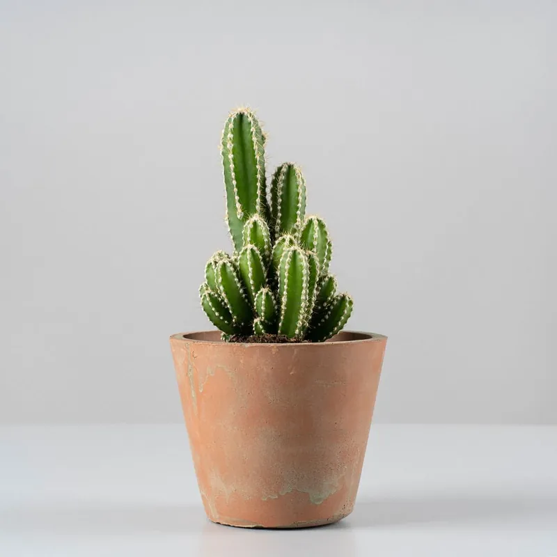 Cactus Cereus peruvianus Novedad
