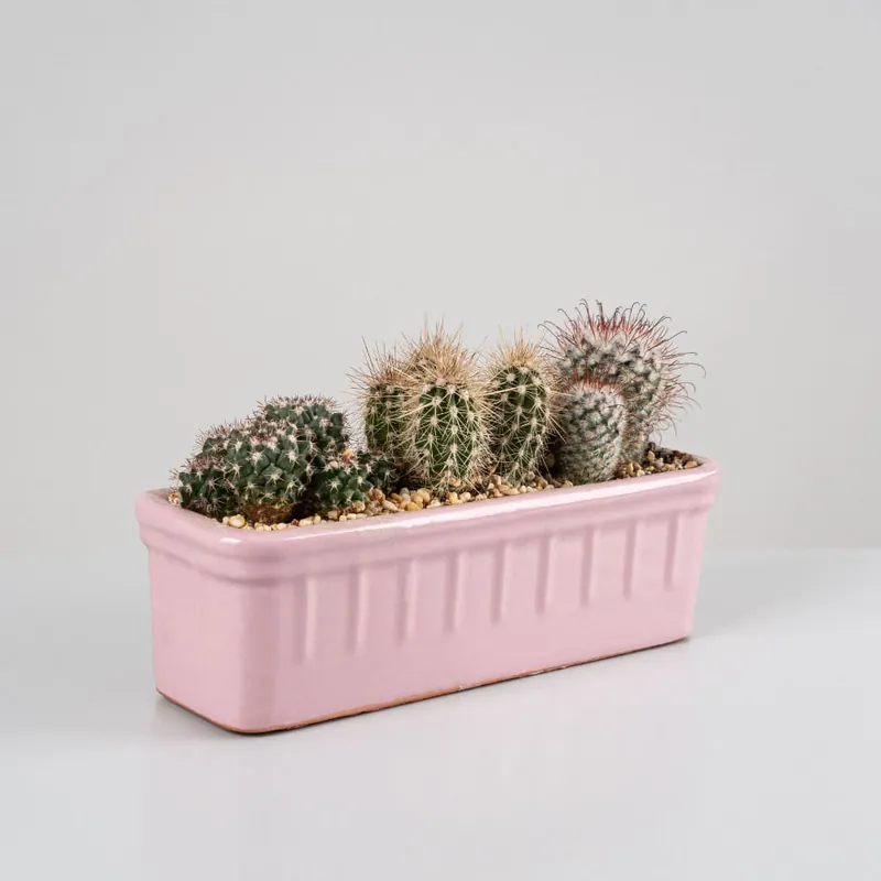 Cactus jardinera cerámica Mejor Precio
