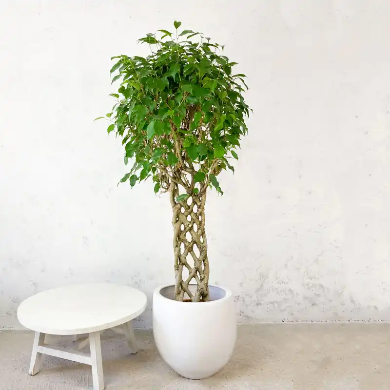 Popular Ficus benjamina trenzado