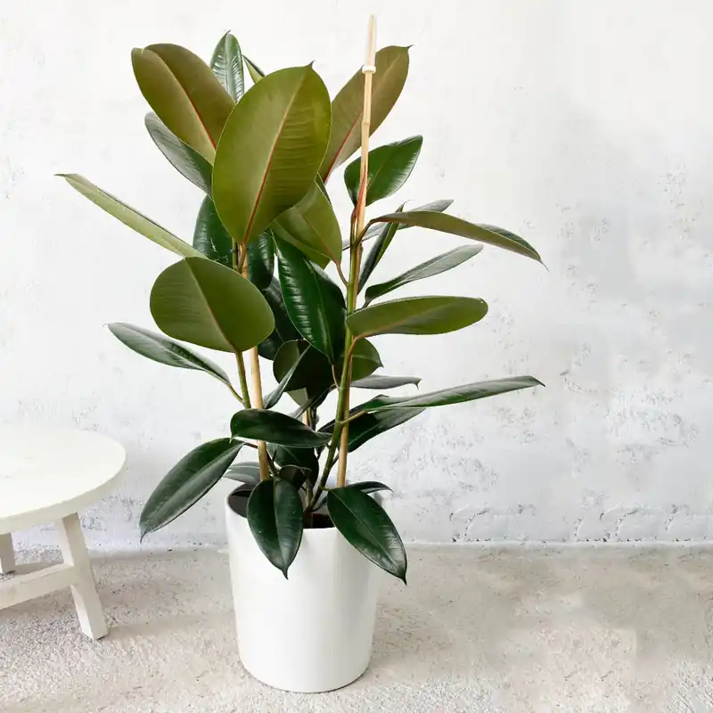 Auténtico Ficus 'Abidjan'