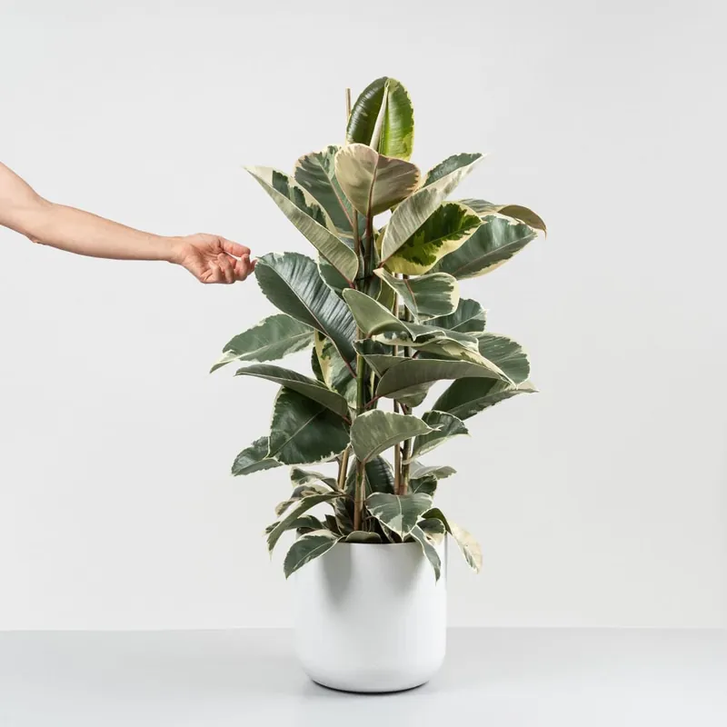 Ordenar Ahora Mismo Ficus 'Tineke'