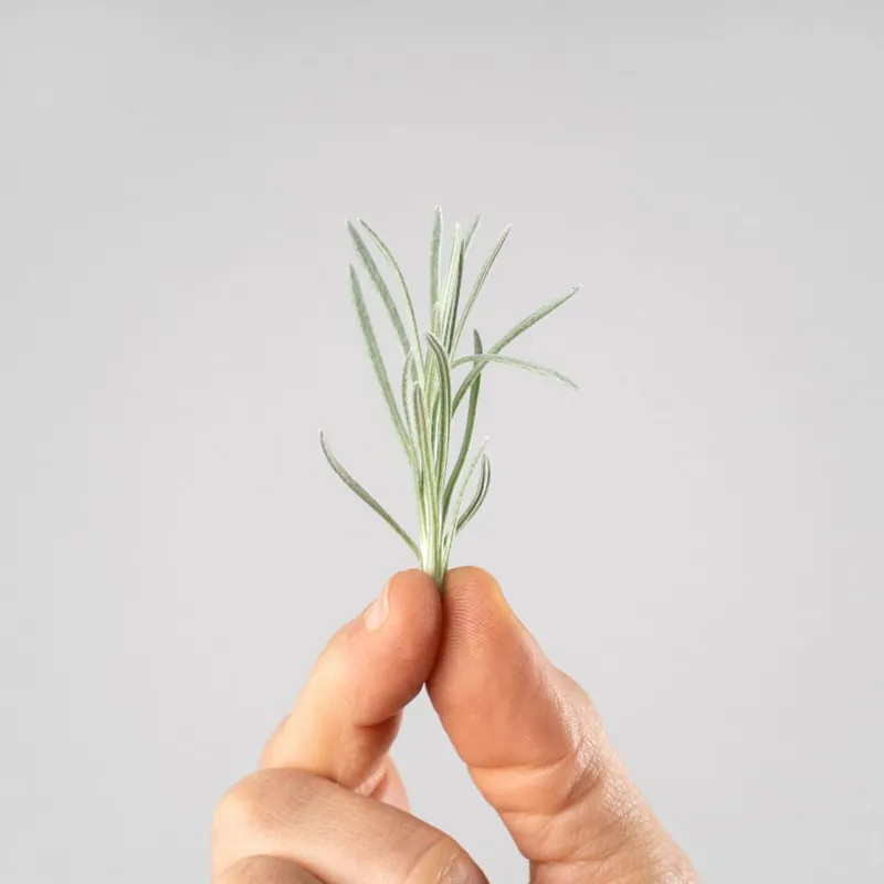 Oferta De Temporada Curry (helichrysum italicum) - Planta aromática