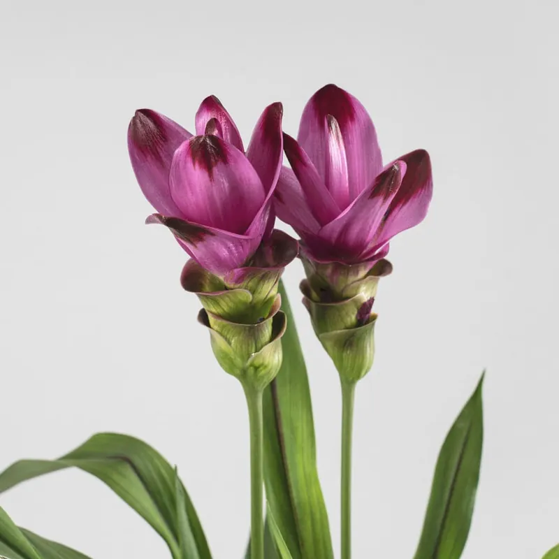 Curcuma alismatifolia - Tulipán de Siam De Moda