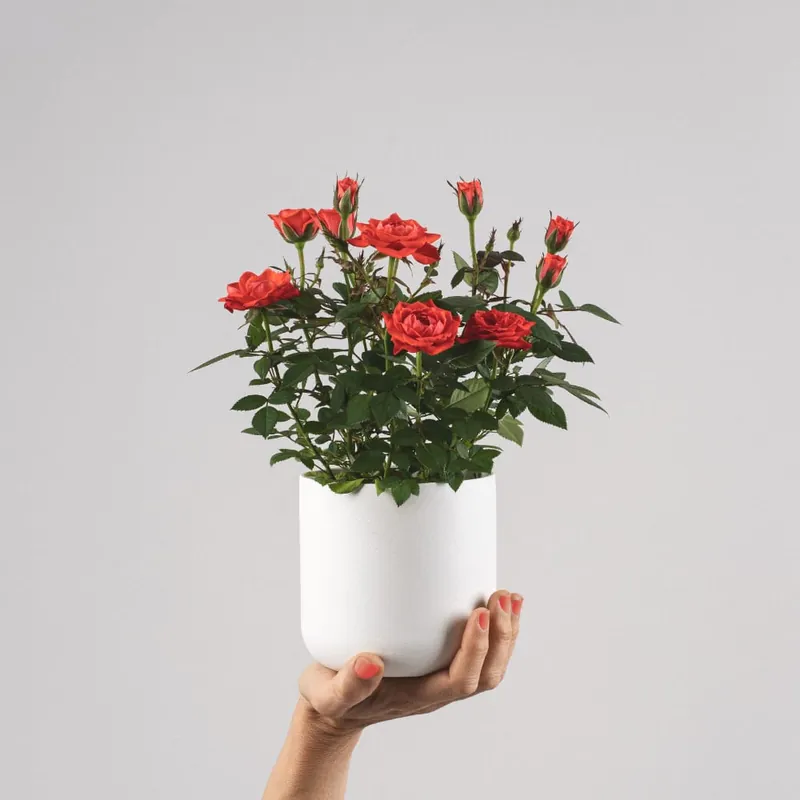 Precio Reducido Rosal de Interior Kordana® naranja