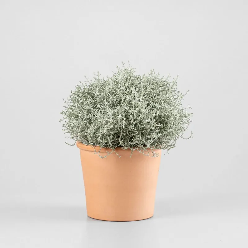 Calocephalus brownii Gran Oferta