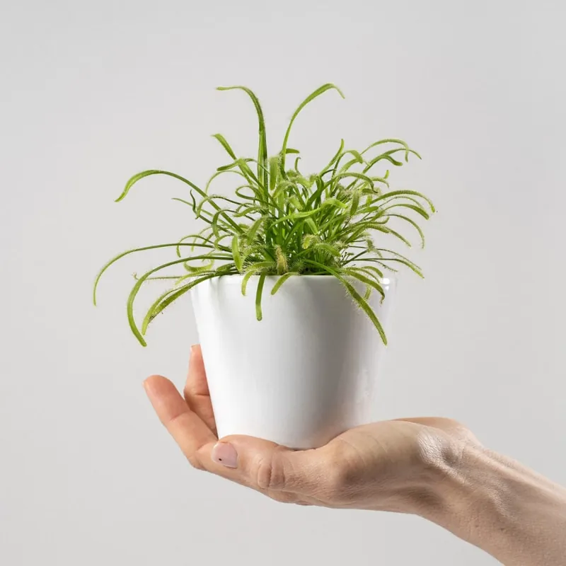 Drosera sp. Bestseller