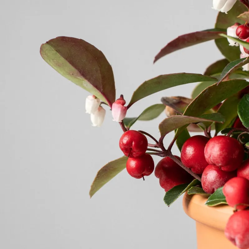 Promoción Gaultheria procumbens 'Big Berry'