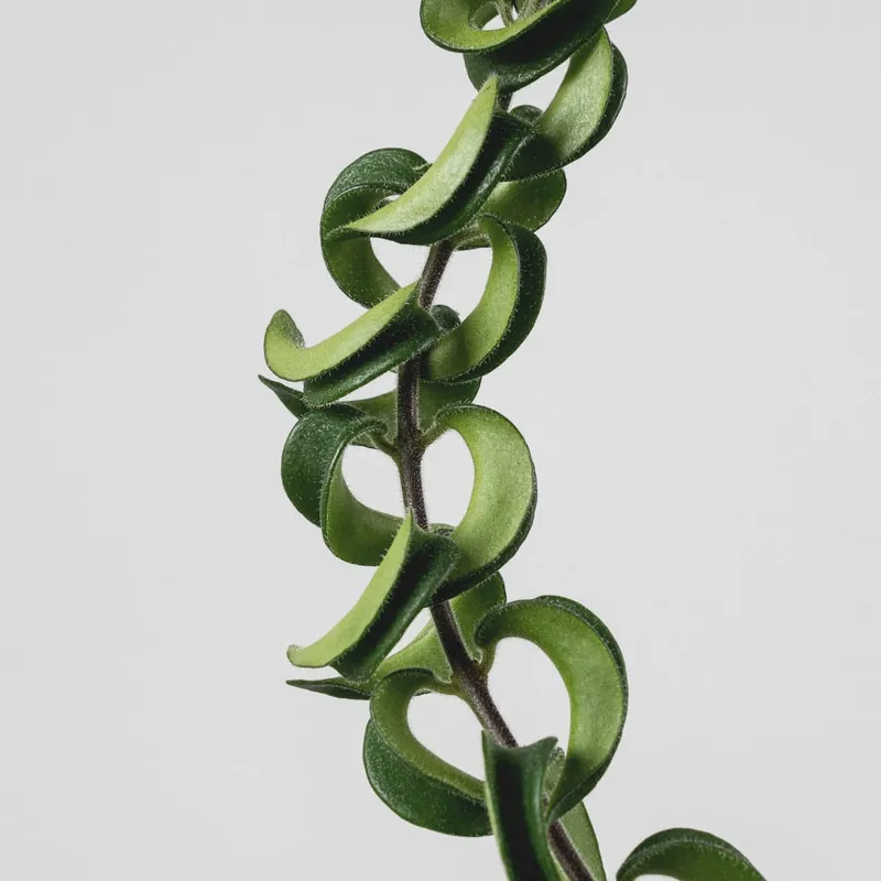 Súper Precio Aeschynantus 'Twistter'