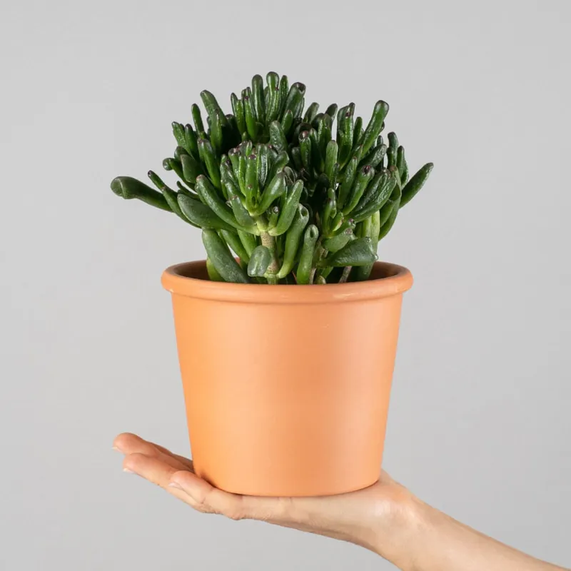 Última Versión Crassula ovata 'Hobbit'