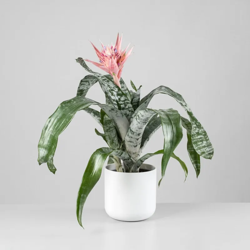Aechmea 'Primera' Oferta