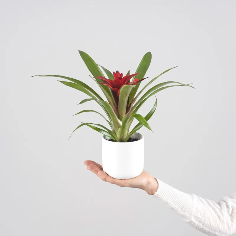 Precio Rebajado Guzmania 'Blitz'