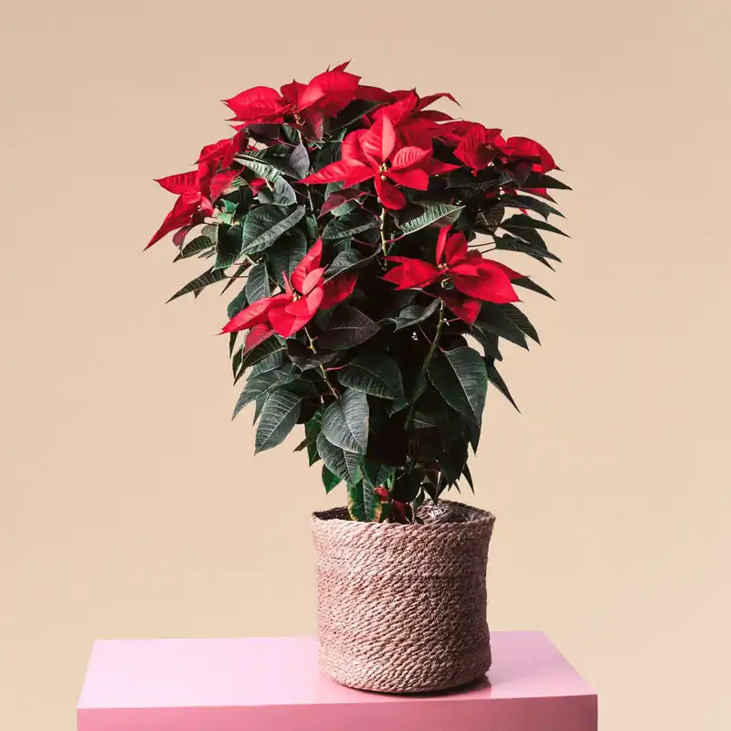 Flor de Pascua - extra grande Pago Seguro