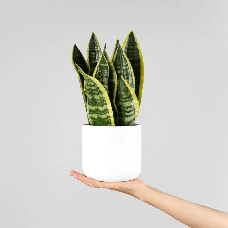 Sansevieria trifasciata 'Futura Superba' Precio De Fábrica