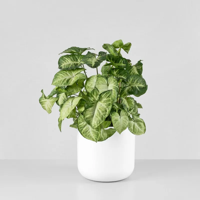 Syngonium podophyllum 'Pixie' Precio Económico
