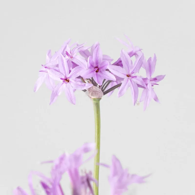 Tulbaghia violacea Ordenar Ahora Mismo