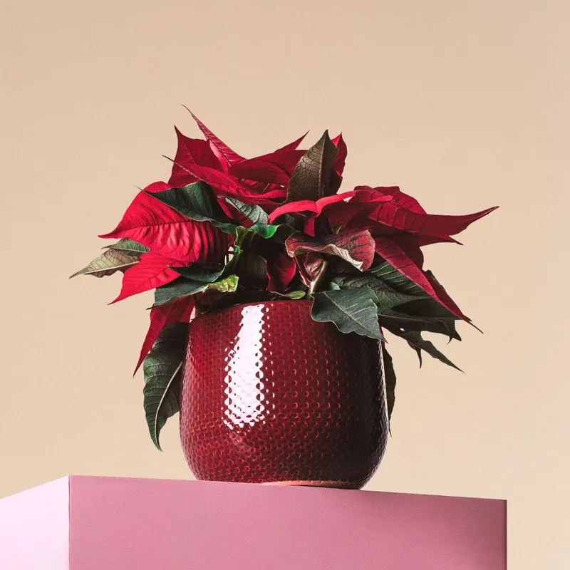 Envío Internacional Flor de Pascua - pequeña