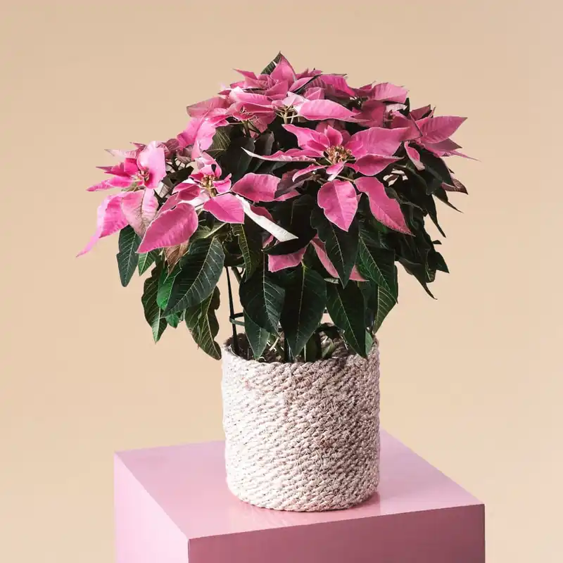 Flor de Pascua Rosa 'Princettia Pink' Edición Limitada