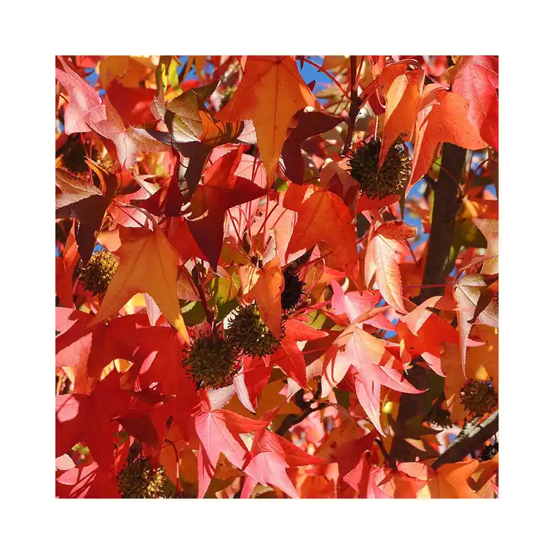 Popular Árbol del ambar (liquidambar styraciflua)