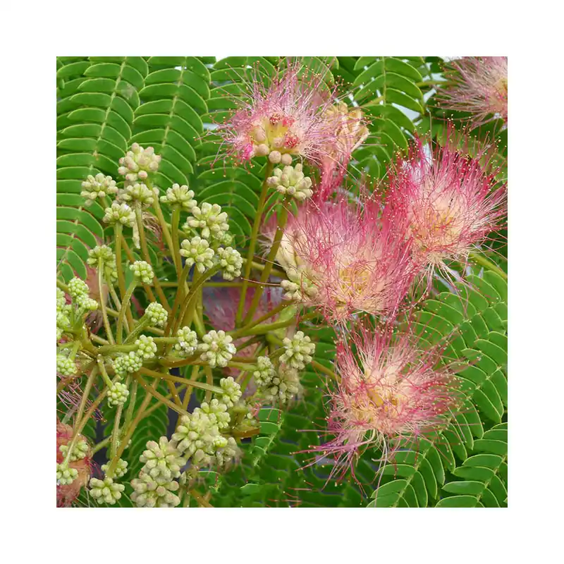 Oferta Especial Albizia julibrissin