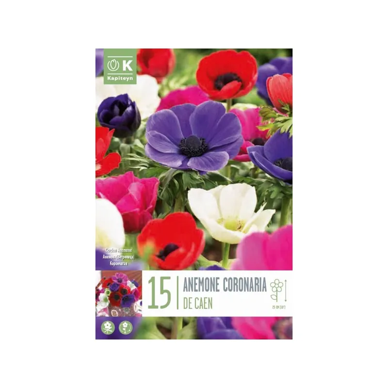 Bulbos Anemone Coronaria de Caen Mix Colores 15uds Auténtico