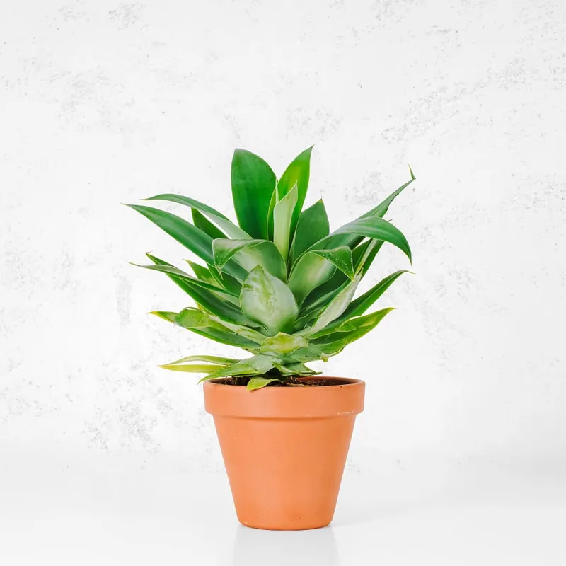 Agave attenuata Mayoreo