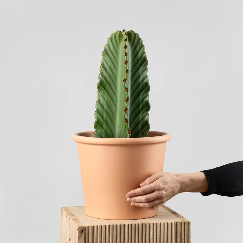 Euphorbia ingens Premium