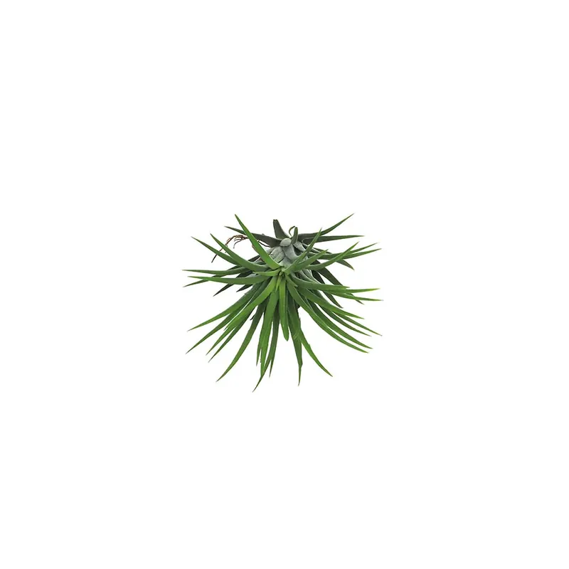 Tillandsia spp. Envío Internacional