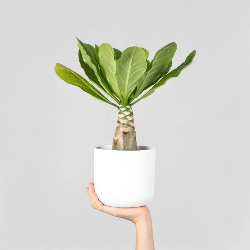 Compra Ahora Brighamia insignis