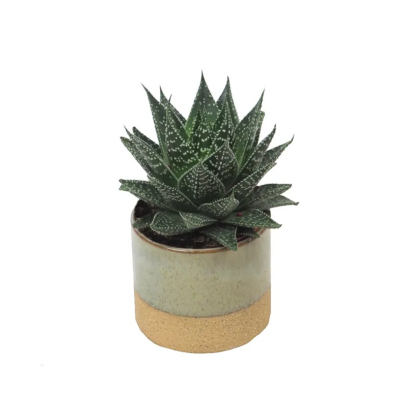 Gasteria hybride aurora Solo Por Tiempo Limitado