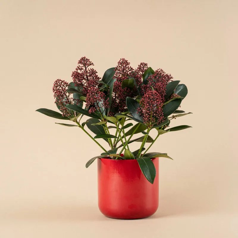 Promoción Skimmia japonica Rubella