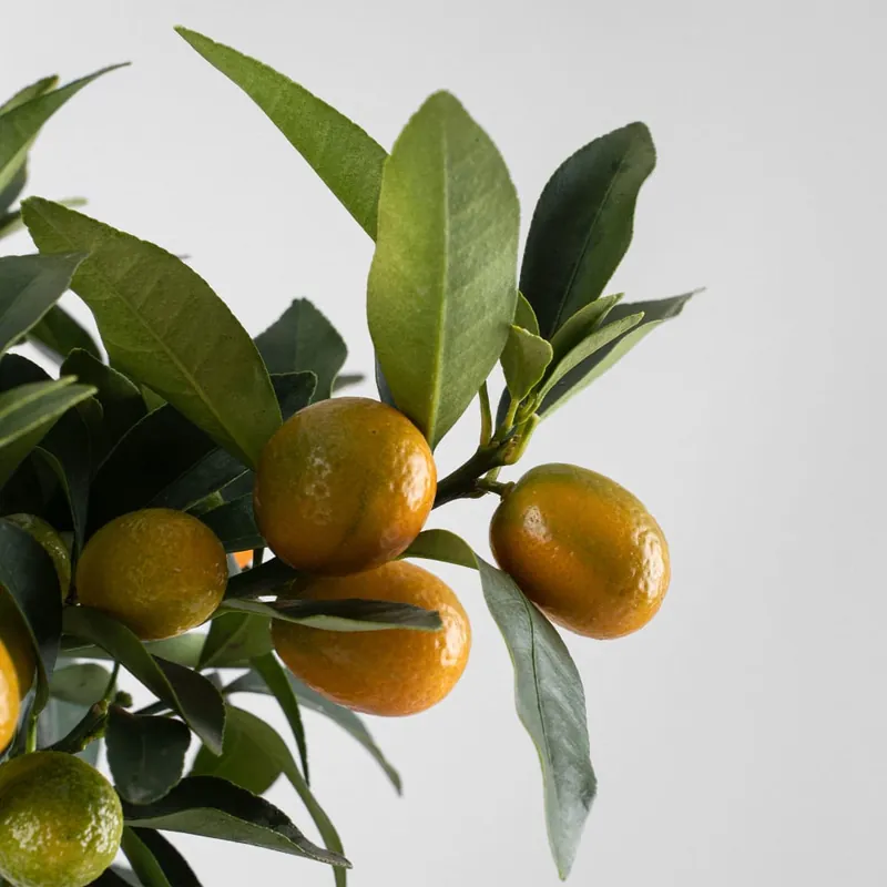 Kumquat (Citrus fortunella) Comprar En Línea