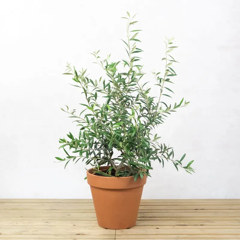 Pago Seguro Olivo arbustivo (olea europaea)