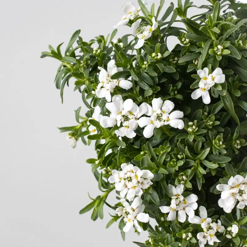 Iberis sempervirens Mejor Calidad
