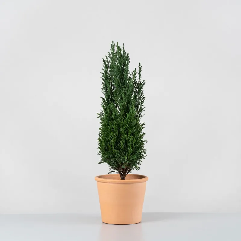 Ciprés de Lawson - Chamaecyparis lawsoniana 'Ellwoodii' No Te Lo Pierdas