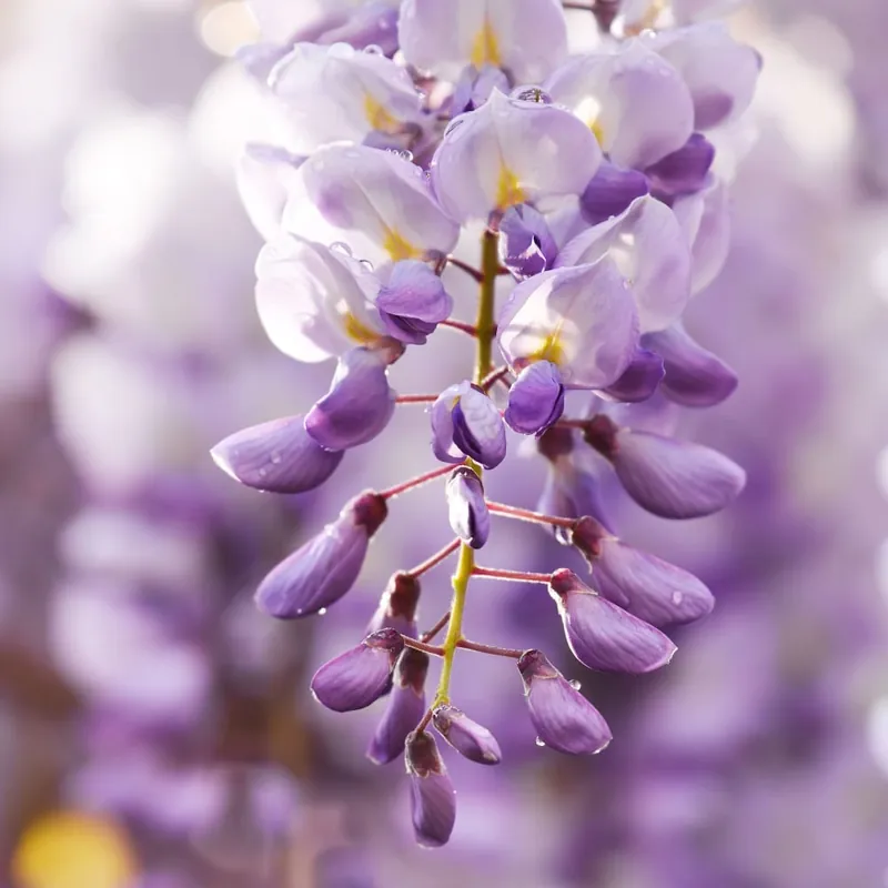 A Buen Precio Wisteria sinensis azul (Glicinia)