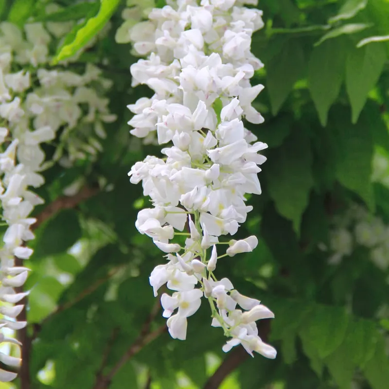 Wisteria sinensis blanca (Glicinia) Ordena Ya