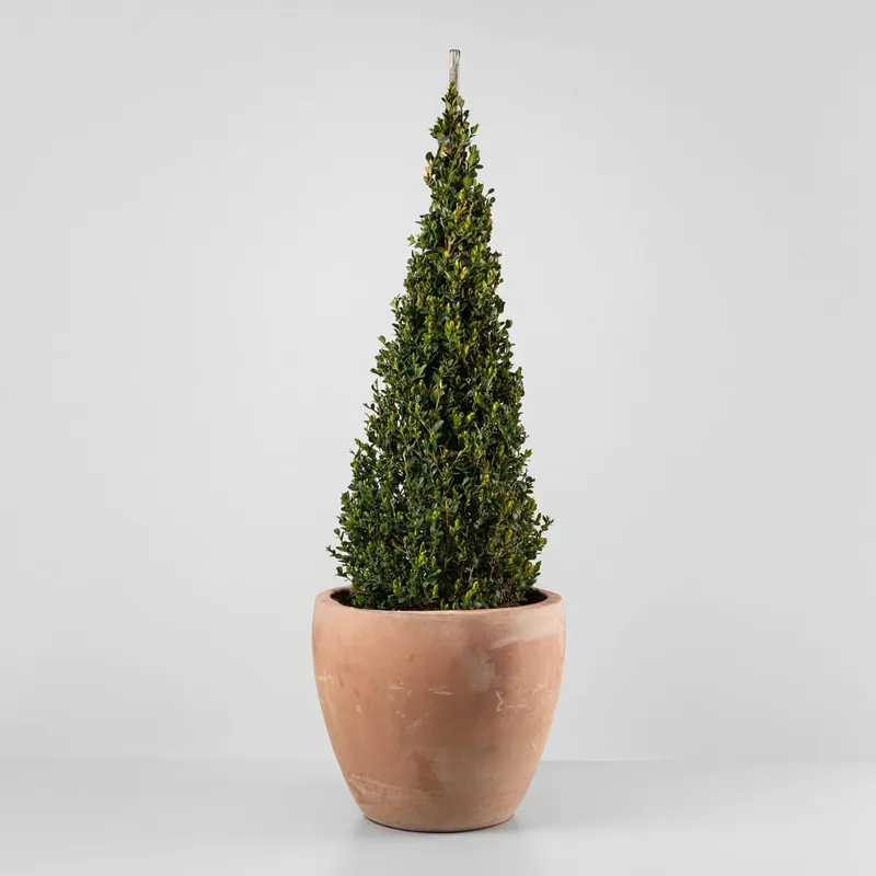 Boj cono (Buxus microphylla 'Faulkner') Edición Limitada