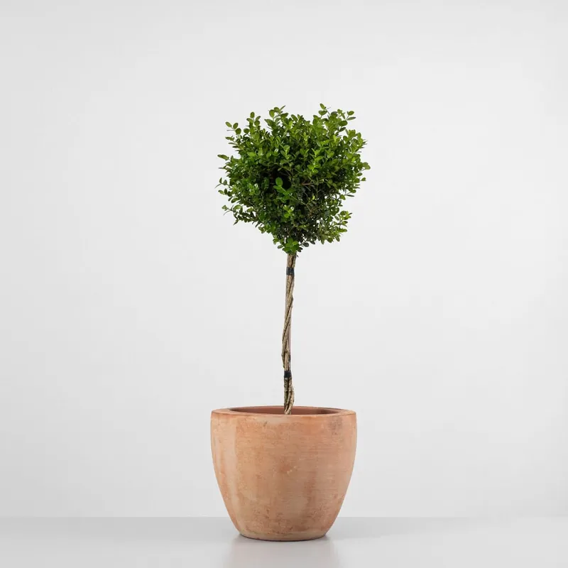 Boj mini arbolito (buxus microphylla faulkner) Promoción