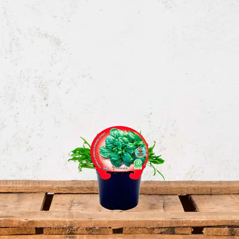 Espinaca - Planta de huerto Garantía Incluida