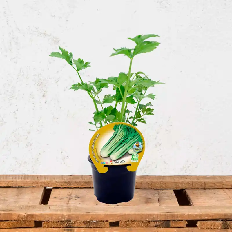 Precio De Fábrica Apio (Apium graveolens) - Planta de huerto