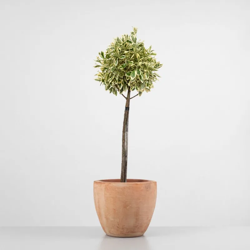 Evónimo Bravo en árbol - Euonymus japonicus 'Bravo' Devolución Gratuita