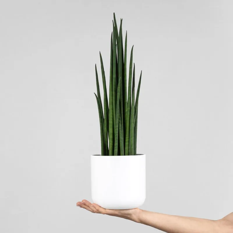Sansevieria bacularis 'Mikado' Comprar En Línea